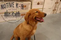 Teddy(Trained), a male Golden Retriever for sale in Atlanta, GA – 2 of 9