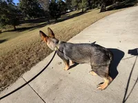 Victor, a male German Shepherd Dog for sale in Atlanta, GA – 7 of 9