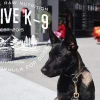 Badger, a male Belgian Malinois for sale in Atlanta, GA – Photo 4 of 6