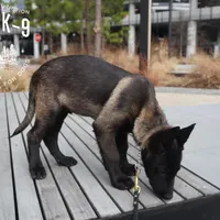 Badger, a male Belgian Malinois for sale in Atlanta, GA – Photo 3 of 6