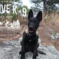 Badger, a male Belgian Malinois for sale in Atlanta, GA – Photo 1 of 6