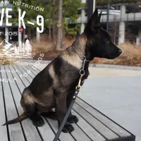 Badger, a male Belgian Malinois for sale in Atlanta, GA – Photo 2 of 6