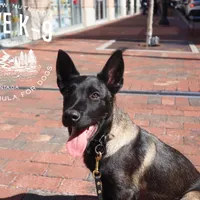Badger, a male Belgian Malinois for sale in Atlanta, GA – Photo 6 of 6