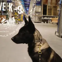 Badger, a male Belgian Malinois for sale in Atlanta, GA – Photo 5 of 6