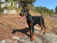 Storm, a female Doberman Pinscher for sale in Atlanta, GA – 2 of 10