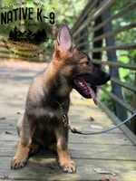Victor, a male German Shepherd Dog for sale in Atlanta, GA – 6 of 7