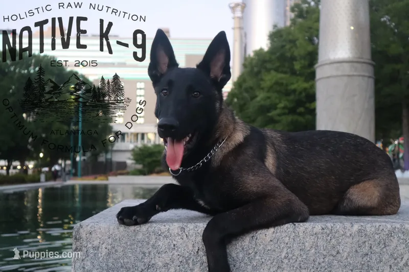 Badger(Trained) – Belgian Malinois puppy for sale in Atlanta, GA