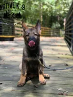 Victor, a male German Shepherd Dog for sale in Atlanta, GA – 7 of 7