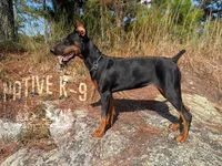 Storm, a female Doberman Pinscher for sale in Atlanta, GA – 4 of 10