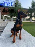 Storm, a female Doberman Pinscher for sale in Atlanta, GA – 5 of 10