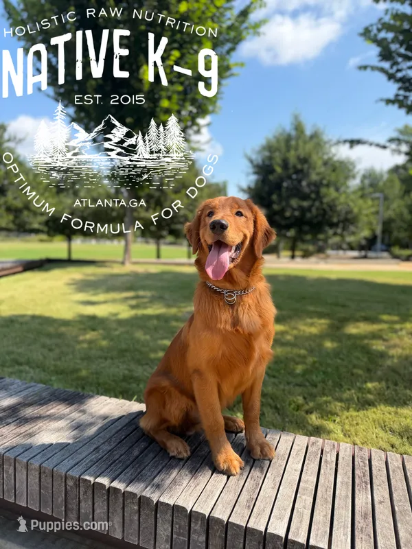 Teddy(Trained) – Golden Retriever puppy for sale in Atlanta, GA