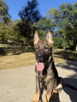 Victor, a male German Shepherd Dog for sale in Atlanta, GA – 2 of 9