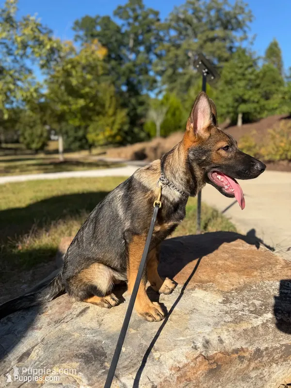 Victor – German Shepherd Dog puppy for sale in Atlanta, GA