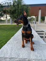 Storm, a female Doberman Pinscher for sale in Atlanta, GA – 6 of 10