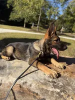 Victor, a male German Shepherd Dog for sale in Atlanta, GA – 5 of 9