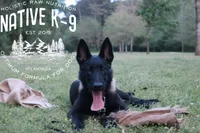 Badger(Trained), a male Belgian Malinois for sale in Atlanta, GA – 2 of 8