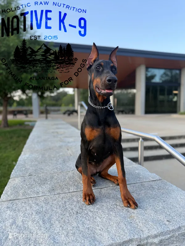 Storm – Doberman Pinscher puppy for sale in Atlanta, GA