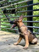 Victor, a male German Shepherd Dog for sale in Atlanta, GA – 4 of 7