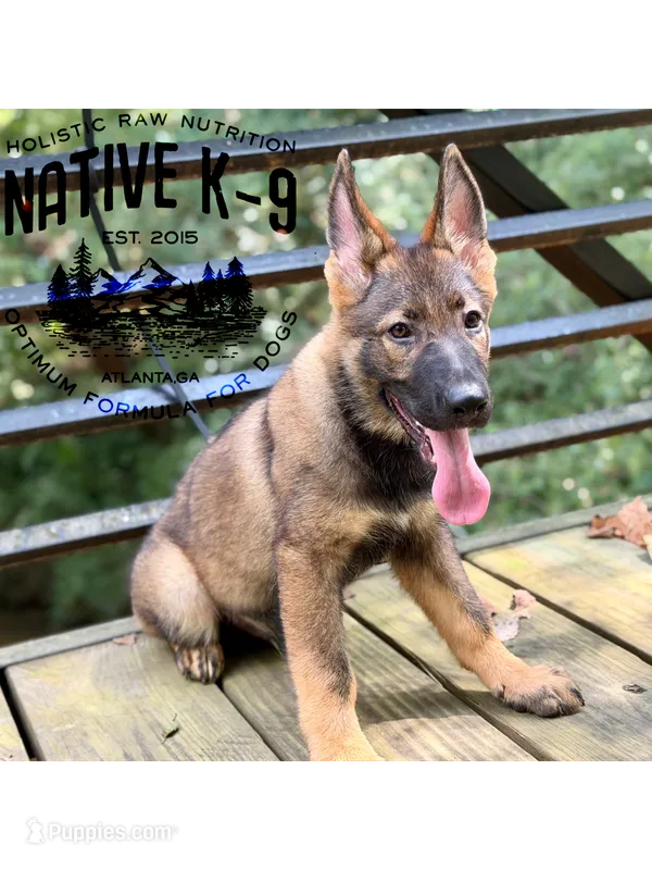 Victor – German Shepherd Dog puppy for sale in Atlanta, GA