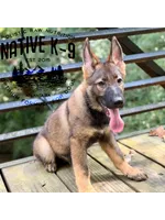 Victor, a male German Shepherd Dog for sale in Atlanta, GA – 1 of 7