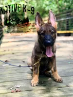 Victor, a male German Shepherd Dog for sale in Atlanta, GA – 5 of 7