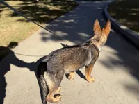 Victor, a male German Shepherd Dog for sale in Atlanta, GA – 6 of 9