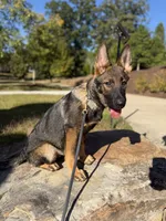 Victor, a male German Shepherd Dog for sale in Atlanta, GA – 3 of 9