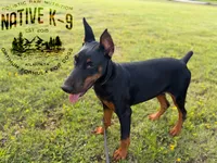Storm, a female Doberman Pinscher for sale in Atlanta, GA – 2 of 4