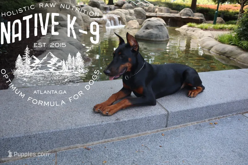 Storm – Doberman Pinscher puppy for sale in Atlanta, GA
