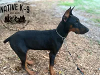 Storm, a female Doberman Pinscher for sale in Atlanta, GA – 4 of 4
