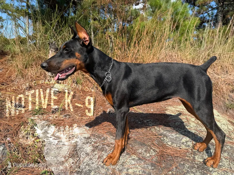 Storm – Doberman Pinscher puppy for sale in Atlanta, GA