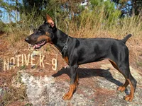 Storm, a female Doberman Pinscher for sale in Atlanta, GA – 1 of 10