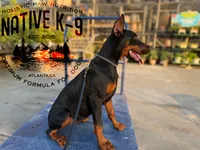 Storm, a female Doberman Pinscher for sale in Atlanta, GA – 3 of 4