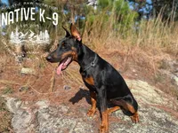 Storm, a female Doberman Pinscher for sale in Atlanta, GA – 3 of 10