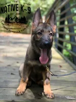 Victor, a male German Shepherd Dog for sale in Atlanta, GA – 3 of 7