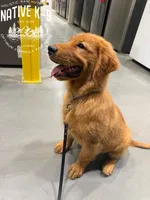 Teddy(Trained), a male Golden Retriever for sale in Atlanta, GA – 3 of 9