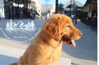 Teddy, a male Golden Retriever for sale in Atlanta, GA – Photo 2 of 6