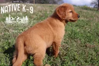 Teddy, a male Golden Retriever for sale in Atlanta, GA – Photo 3 of 3