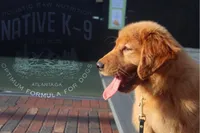 Teddy, a male Golden Retriever for sale in Atlanta, GA – Photo 3 of 6