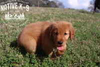 Teddy, a male Golden Retriever for sale in Atlanta, GA – Photo 2 of 3