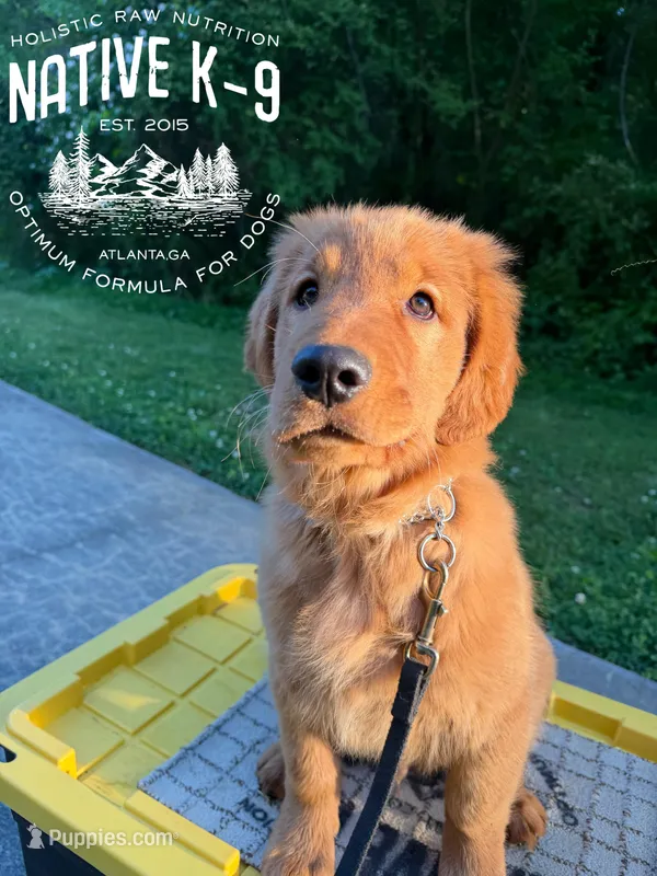 Teddy – Golden Retriever puppy for sale in Atlanta, GA