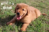 Teddy, a male Golden Retriever for sale in Atlanta, GA – Photo 1 of 3