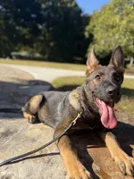 Victor, a male German Shepherd Dog for sale in Atlanta, GA – 4 of 9