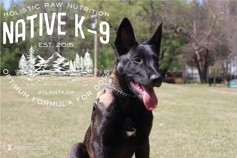 Badger(Trained) – Belgian Malinois puppy for sale in Atlanta, GA