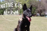 Badger(Trained), a male Belgian Malinois for sale in Atlanta, GA – 1 of 8