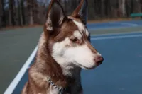 Kodi, a female Siberian Husky for sale in Atlanta, GA – Photo 3 of 3