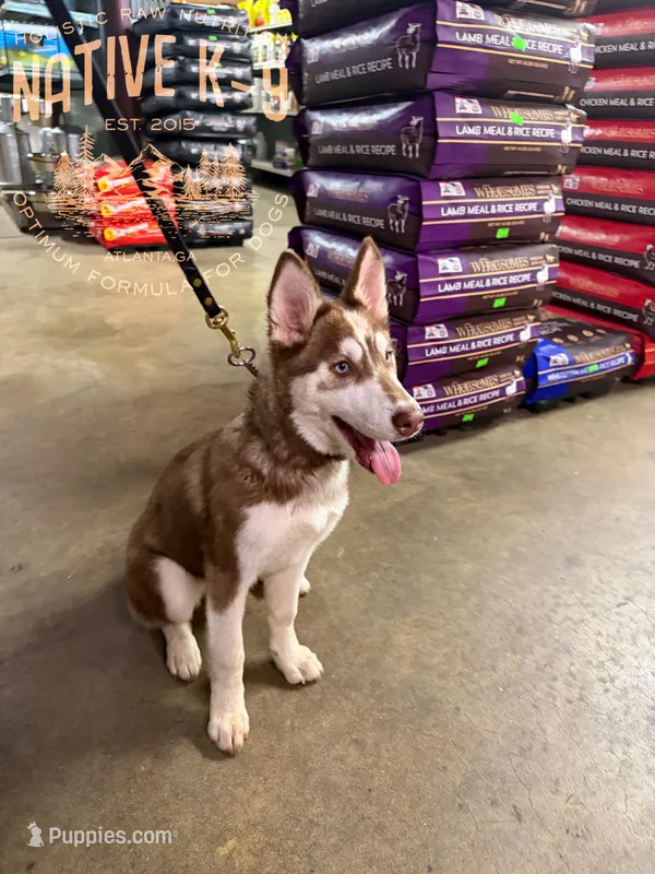 Kodi – Siberian Husky puppy for sale in Atlanta, GA