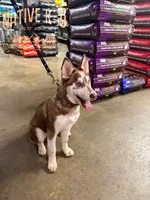 Kodi, a female Siberian Husky for sale in Atlanta, GA – Photo 1 of 3