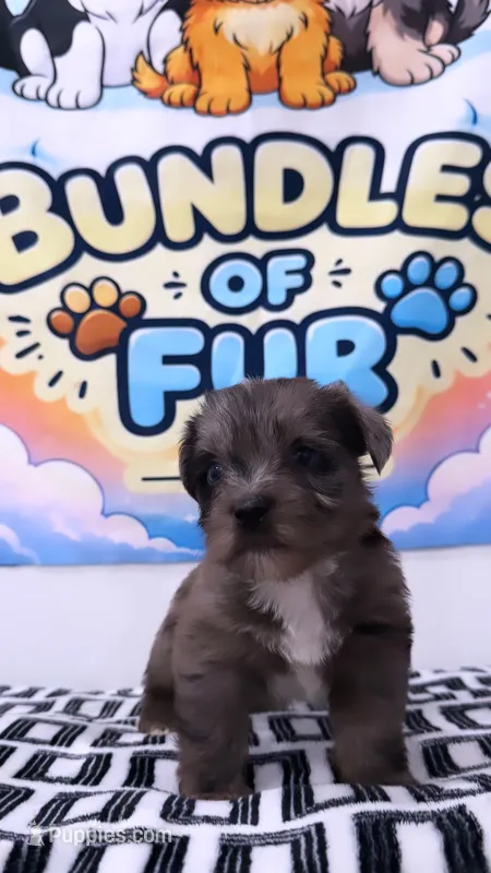 Olaf – Shorkie puppy for sale in Chicago, IL