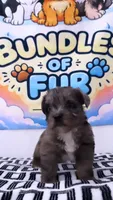 Olaf, a male Shorkie for sale in Chicago, IL – 1 of 1